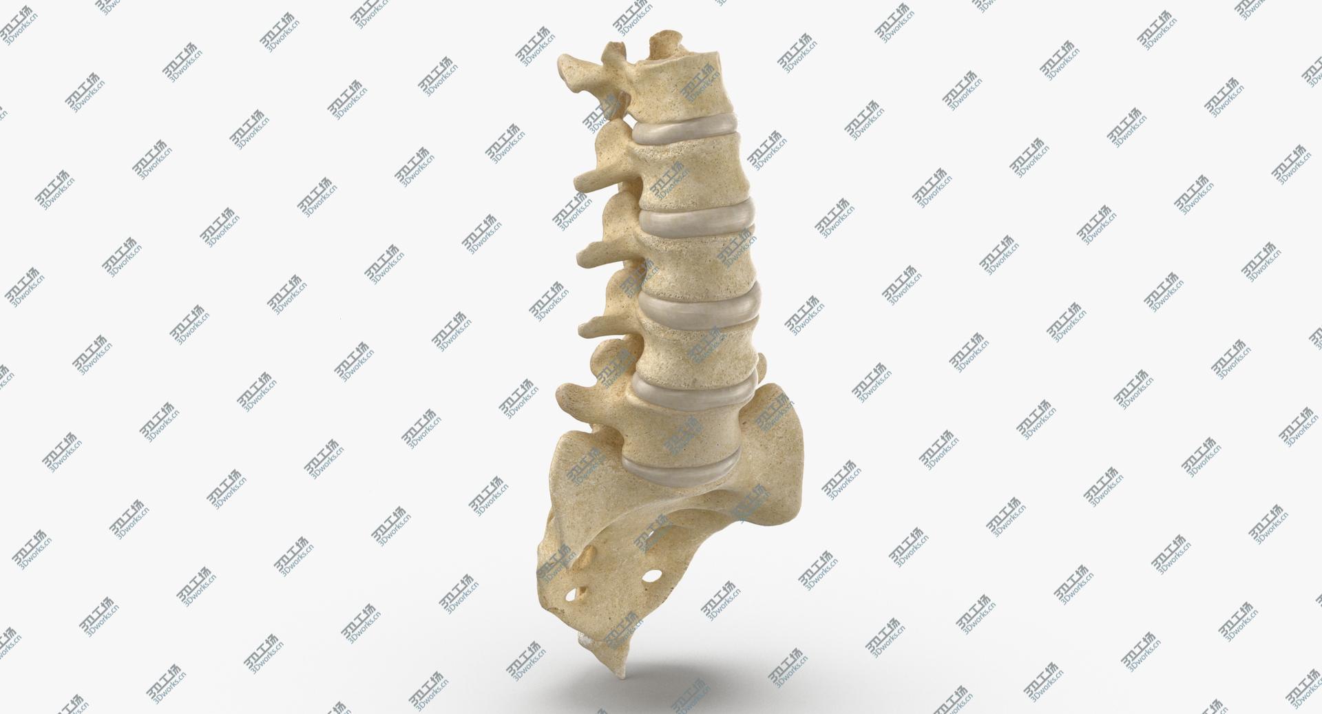 images/goods_img/2021040234/Real Human Lumbar and Sacrum Vertebrae L1 to S5 Bones With Intervertibral Disks 01 model/1.jpg